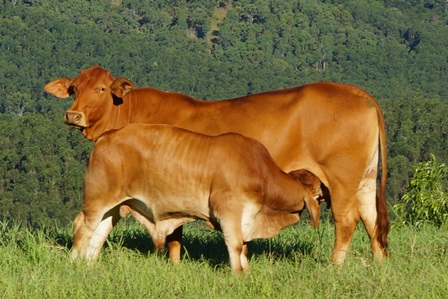 Bryvonlea Princess Marianne